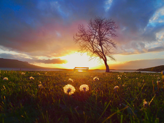 A Thousand Wishes - Photograph